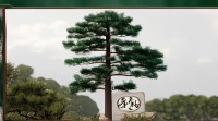 松在五行属什么