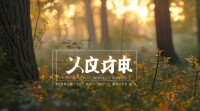 有哪些带风字的好听网名值得推荐？