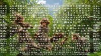属猴宝宝起名有哪些讲究？结合生肖猴特性如何选出吉祥好名字大全？