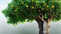 梓字五行属什么？探究梓的五行属性归属