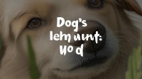 狗肖五行属什么