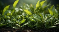 茶叶诗意名字从何而来？探寻茶名里的诗情画意与文化传承
