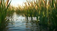 芦的五行属什么