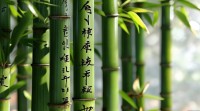 20画五行属木的字有哪些？具体有哪些符合？