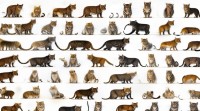 猫科动物名字大全，究竟藏着多少奇妙名字？