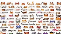 如何从可爱卡通猫名字大全里选到最萌的？经典萌名推荐看这里？