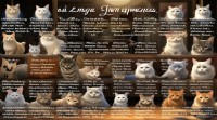 宠物猫取名总犯难？大全里藏着哪些独特好名呢？
